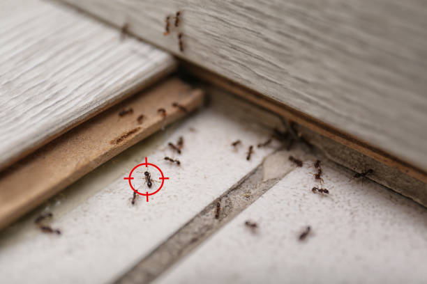 Reliable University Heights, IA Pest Control Solutions